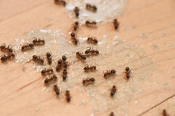 Best Pest Control Near Me  in Islip Terrace, NY