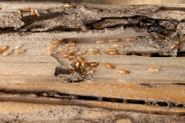 Best Pest Prevention Services  in Islip Terrace, NY