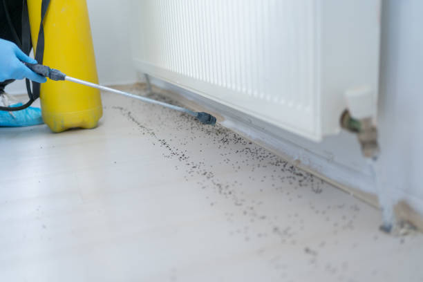Best Flea Control Services  in Islip Terrace, NY